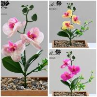 ราคา ต้นกล้วยไม้ปลอม มีกระถางขายแยกค่ะ พร้อมส่งจ้า (25962369062)