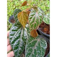 ราคา พลูลงยา พลูนาค Celebes Pepper (Piper ornatum) (12703100708)