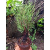 ราคา สนทรายไม้สำหรับทำบอนไซ (9989073000)