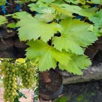 ราคา ต้นองุ่นพันธุ์ไวท์มะระกา​ พันธุ์ดั้งเดิม​ ปลูกง่าย​ รสชาติกรอบหวาน​ มีเมล็ด​ ลูกยาวพวงยาว (11219149426)