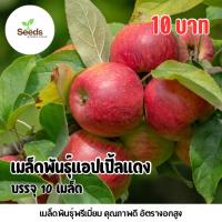 ราคา เมล็ดพันธุ์แอปเปิ้ลแดง บรรจุ 10 เมล็ด/ซอง (41660543258)