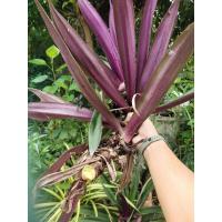 ราคา ว่านกาบหอยแครงพันธุ์ใหญ่ (แบบกินได้) ว่านสมุนไพรอั่งเต็ก 1ต้น (25326949519)