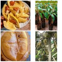 ราคา (1ต้น)(ขาย ต้นพันธุ์) ต้น ต้นทุเรียนหมอนทอง ต้นทุเรียน หมอนทอง ทุเรียน kanokwan (11917376785)