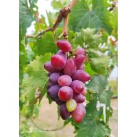 ราคา กิ่งตาพันธุ์องุ่นไบคานัว (26636354922)