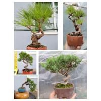 ราคา บอนไซ สนดำ/สนจูนิเปอร์/ซิมปากุ/สนห้าเข็ม/งานจบๆ สวยๆ (21326038406)