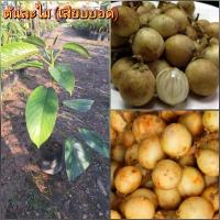 ราคา ต้นละไม (Lamai) เสียบยอด เป็นผลไม้คล้ายกันกับมะไฟ รสชาติเปรี้ยวอมหวาน มีกลิ่นหอม (29423281002)