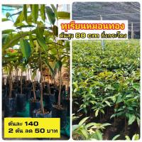 ราคา ต้นทุเรียนหมอนทองสูง 80 cm ชะนี ก้านยาว มูซานคิง ทองบางสะพาน ต้นแข็งแรง คัดกิ่งกระโดง ซื้อเยอะลดอีก สอนปลูกและการดูแล (9334282127)