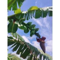 ราคา หน่อกล้วยเทพพนม กล้วยโบราณ กล้วยแปลก กล้วยหายาก ขุดสดใหม่ก่อนส่ง (29066631502)