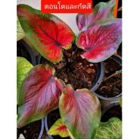 ราคา บอนสีองคุลีมาล caladium บอนเก่า สีสวย หายากจัดส่งสินค้าจริงตามภาพ 2 (12722165810)
