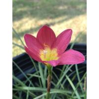 ราคา บัวดินอุทัยทิพย์(Z.UthaiThip)(สีแดง) (8216695414)