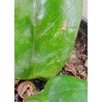 ราคา กวัก​มรกต​แคระ​ด่าง​ ​กวัก​แคระ​ด่าง (29131248460)