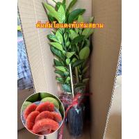 ราคา ต้นส้มโอแดงทับทิมสยาม (28551194828)