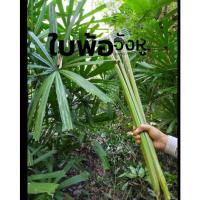 ราคา ใบกะพ้อ ใบพ้อห่อต้ม ยอดกะพ้อ กิโลกรัมละ50บาท Mangrove fan palm leaf 50 bath/kg. (14491413286)