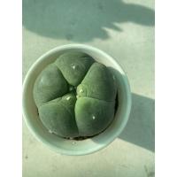 ราคา โลโฟ ไม้เมล็ด กระบองเพชร cactus (9436339118)