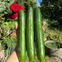 ราคา แตงกวาญี่ปุ่นสด แตงกวาญี่ปุ่น 500g 1000g (53252987768)