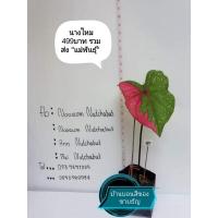 ราคา บอนสีนางไหม (ต้นใหญ่ ) (10131737989)