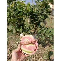 ราคา ฝรั่งไส้แดง (หงษ์เป่าสือ) เกษตรอินทรีย์ (24691788037)