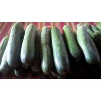 ราคา ผลแตงร้านสดซุปเปอร์โนว่า ปลอดสารพิษ (20695840831)