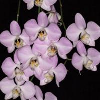 ราคา Phalaenopsis sanderiana กล้วยไม้ ฟาแลนนอปซิส แซนเดอเรียน่า (16180460973)