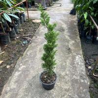 ราคา ต้นไม้สนมังกร (Juniperus chinensis) สุง 50-65 ซม. จัดส่งพร้อมกระถาง 8 นิ้ว หรือ ถุง 5 นิ้ว (19667915080)