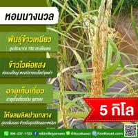 ราคา เมล็ดพันธุ์​ข้าว​ พื้นเมือง ข้าวเหนียว หอมนางนวล ข้าวนาปี ไวแสง กลิ่นหอม เหนียวนุ่ม 5 กก. คูลเกษตร KR32 (41105253938)