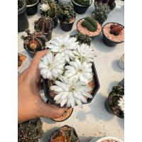 ราคา แคคตัสGymnocalycium mihanovichii (LB2178 Group) (24993023199)