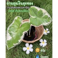 ราคา ไม้มงคลว่านถุงเงินถุงทอง ด่างขาว ไม้เมตตามหานิยม (8452557249)