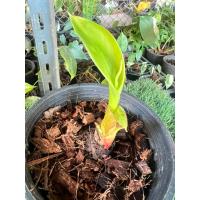 ราคา กล้วยงาช้าง-กล้วยแปลกผลใหญ่มาก (25743280401)