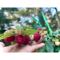 ราคา Caroline Rasberry Plants / Red Rasberry ต้น ราสเบอร์รี่ สายพันธุ์ Caroline ราสเบอร์รี่สีแดง ผลใหญ่ รสชาติดี มีกลิ่นหอม (54205671471)