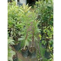 ราคา ต้นละมุดกระสวยมาเลย์ต้นเสียบยอดสูง60-70ซม.เป็นละมุดพันธุ์ที่นิยม มีผลใหญ่ รูปทรงรีคล้ายกระสวย รสชาติหวานกรอบ เนื้อแน่น (46301691438)