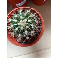 ราคา เมโลแคคตัส melocactus (4670250420)