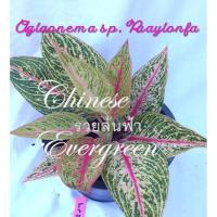ราคา ต้นรวยล้นฟ้าสีชมพูกระถาง8-10นิ้ว#PINK LEGACY AGLAONEMA#ราชาของอโกลนีมา#ไม้มงคลรวยล้นฟ้าค่ะ (13388430386)