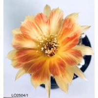 ราคา แคคตัส โลบิเวีย Lobivia ดอกสีส้ม (16658354190)