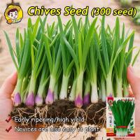 ราคา 300เมล็ด เมล็ดพันธุ์ กุยช่าย Chives Seeds ต้นกุยช่าย เมล็ดกุยช่าย แท้ ต้นกุยช่ายฝรั่ง น้ำเต้าเซียน เมล็ดพันธุ์ผัก (44428369918)