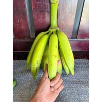ราคา กล้วยงาช้าง หน่อกล้วยงาช้างสายพันธุ์แท้ (27177255158)