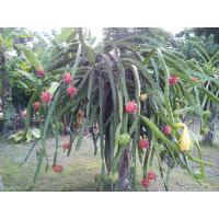ราคา ✌กิ่งพันธุ์แก้วมังกร(4กิ่ง)(สีชมพู+สีขาว)dragon fruit (2036579291)