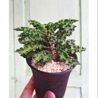 ราคา ยูโฟเบีย ไดโนเสาร์ ใบหยัก Euphorbia decaryi (3502081512)