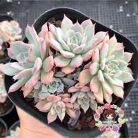 ราคา กุหลาบหินนำเข้า สีชมพู ขนาด4นิ้ว (8616459666)