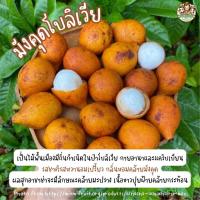ราคา อาชาช่า มังคุดโบลีเวีย ราชนีผลไม้เขตร้อน เปรี้ยวหวานฉ่ำเหมือนมังคุดผสมกระท้อน (22666317044)