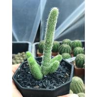 ราคา เก๋งหนอนชาเขียว กระถาง 3 นิ้ว/สีคล้ำให้แดดเยอะไปเข้าร่มเขียวเหมือนเดิมค่ะ (13975131509)