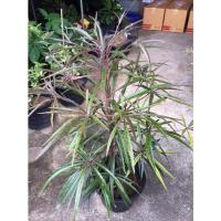 ราคา ต้นหูกระจงแดง Terminalia sp. ไม้ประดับ ส่งแบบถุงดำ (1ต้น/แพค) (12204018198)