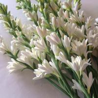 ราคา ต้นซ่อนกลิ่น ดอกสีขาว Tuberose มาจากภาษาละติน tuberosa กระถาง 6 นิ้ว (8221958153)