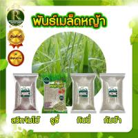 ราคา เมล็ดพันธุ์หญ้า รูซี่ / สวีทจัมโบ้ / กัมบ้า/กินนี่ม่วง ขาย1กก. เมล็ดพันธุ์ พืช เมล็ด หญ้าวัว (14406798923)