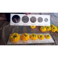 ราคา อุปกรณ์วัดไซส์ดอกดาวเรือง(ไซส์มาตรฐานตลาด) (26891453423)