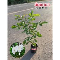 ราคา ต้นแคนา ดอกแคนามีรสหวานเย็น ทานได้ (22367912169)