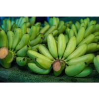 ราคา กล้วยไข่ ต้นกล้วยไข่(หน่อ) (9099544839)