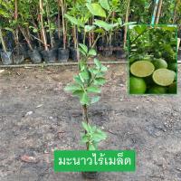 ราคา ต้นมะนาว มะนาวไร้เมล็ด พันธุ์มะนาวทูลเกล้า กิ่งตอน พร้อมติดลูก น้ำเยอะ ออกผลตลอดทั้งปี (รับประกันสินค้า) (24712130104)
