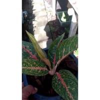 ราคา ต้นรวยล้นฟ้า ว่านรวยล้นฟ้า ไม้มงคลเรียกทรัพย์ กระถาง 4นิ้ว ต้นละ 249 บาท (3295114330)