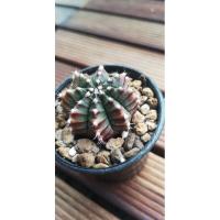 ราคา Cactus Gymnocalycium Mihanovichii Variegata ยิมโนด่าง (7856875647)