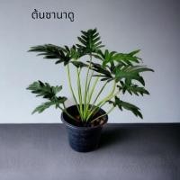 ราคา ต้นซานาดู พร้อมส่งกระถาง (23824754014)